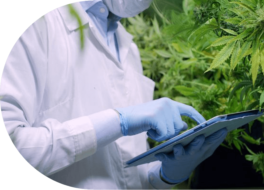 Investigación Cannabis Medicinal