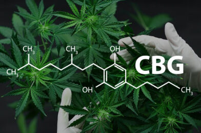 El CBG la madre de todos los cannabinoides